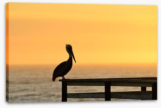 Pizmo pelican