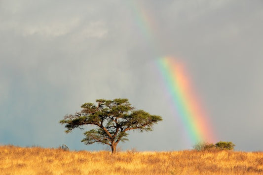 Rainbows