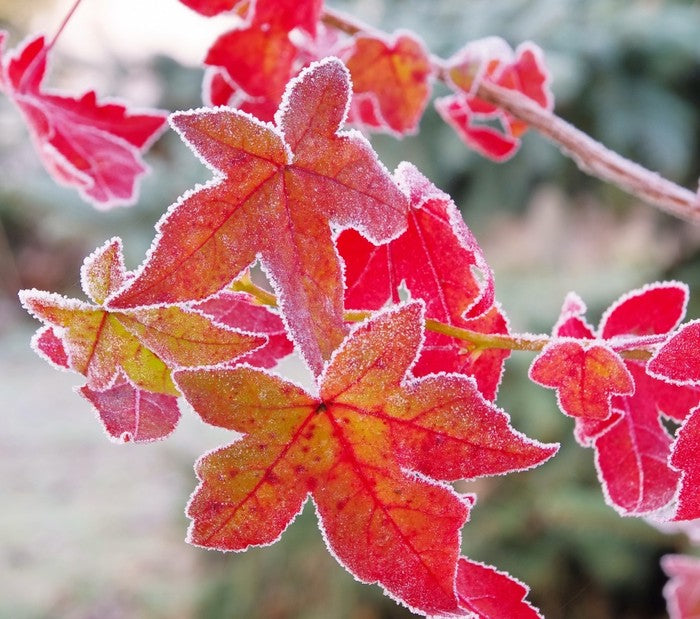 Sweet gum under frost