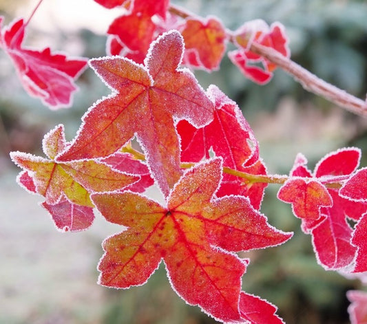Sweet gum under frost