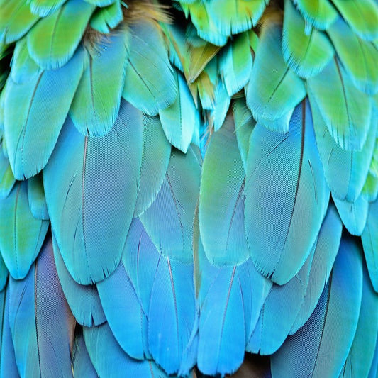 Harlequin macaw feathers