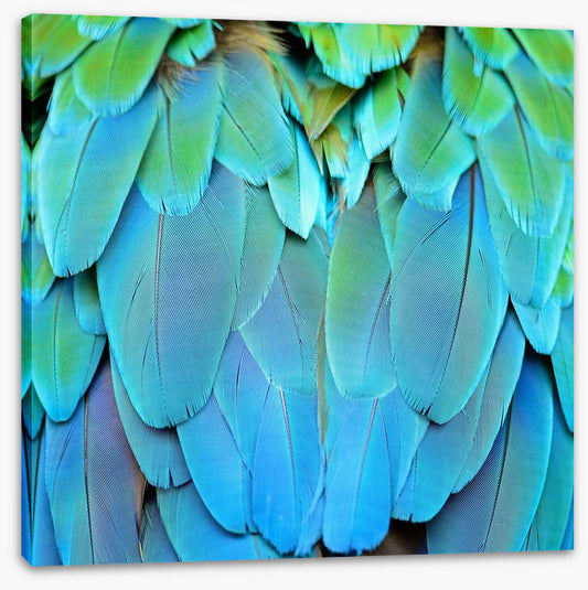 Harlequin macaw feathers
