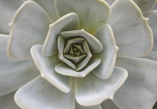 Succulent Aloe