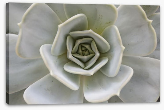 Succulent Aloe