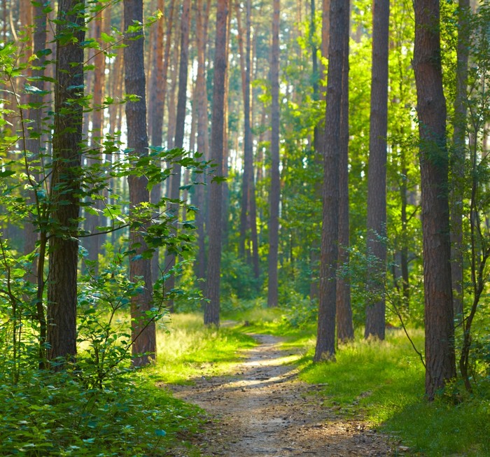 Spring forest sunlight