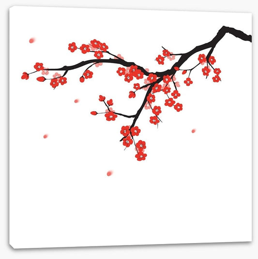 Plum blossoming