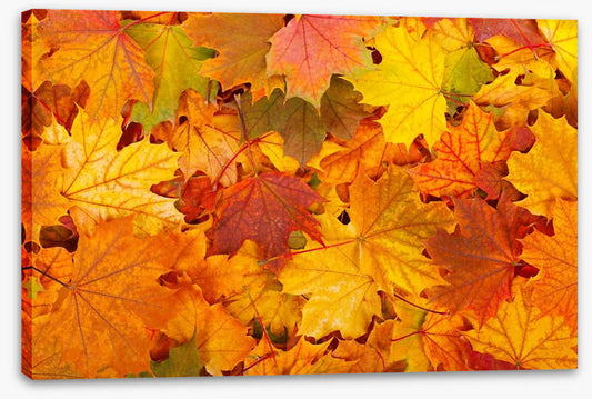 Autumn leaves