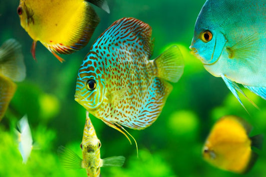 Fish / Aquatic