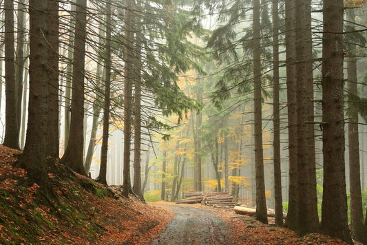 Path through the conifers