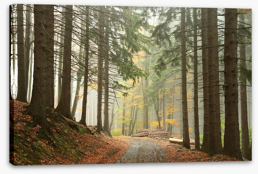 Path through the conifers