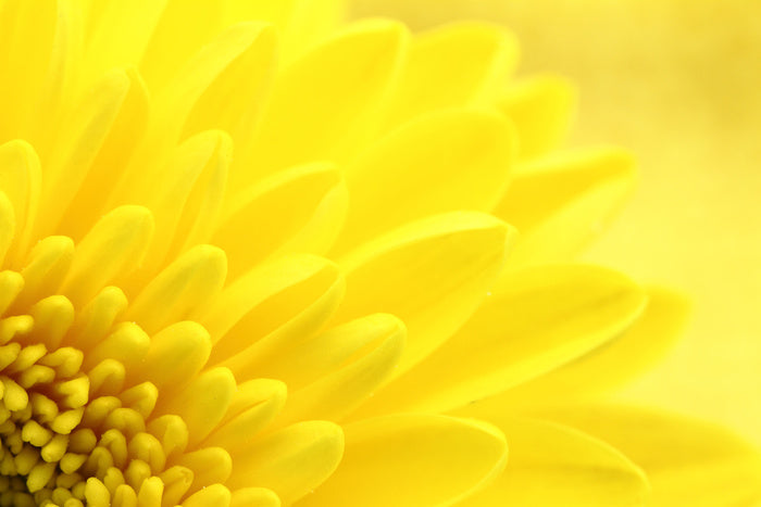 Yellow chrysanthemum petals