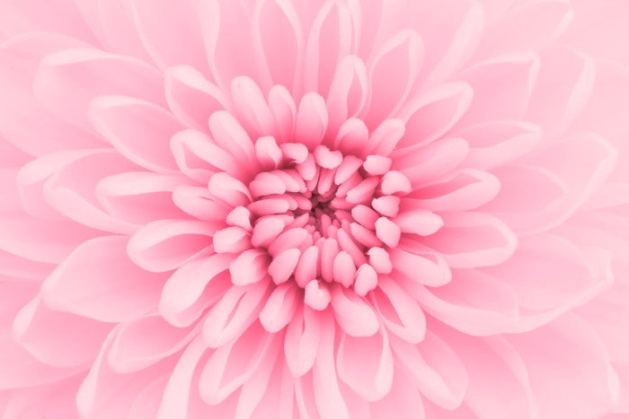 Pink chrysanthemum petals