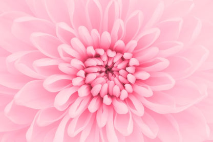 Pink chrysanthemum petals