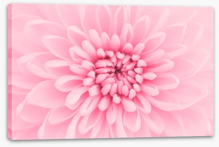 Pink chrysanthemum petals