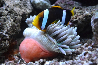 Fish / Aquatic