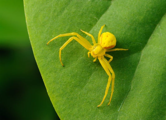 Insects
