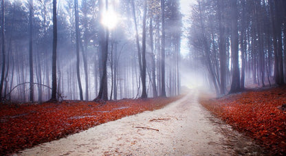 Misty forest drive