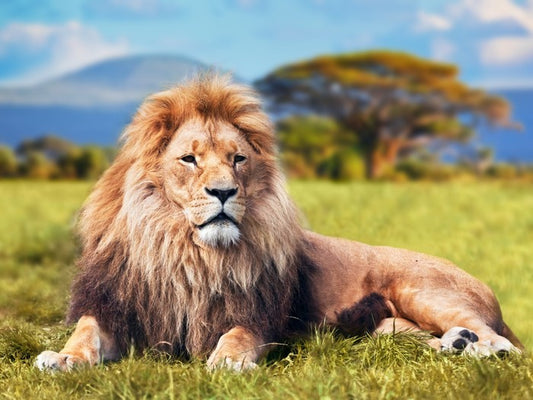 Lion on savannah grass, Kenya