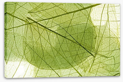 Transparent leaves