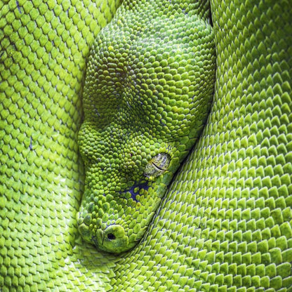 Reptiles / Amphibian