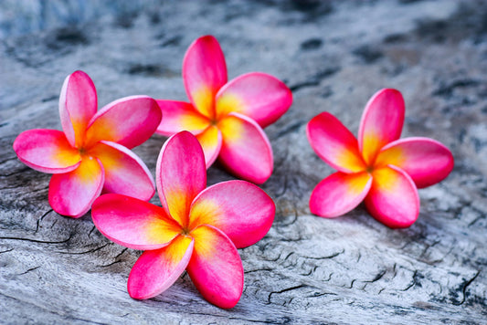 Frangipani four