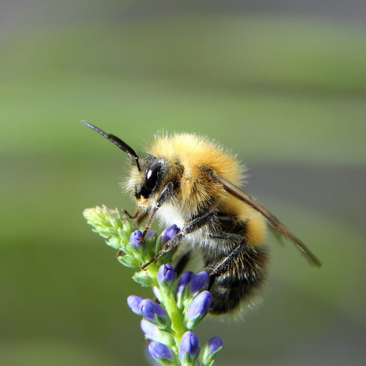 Fluffy bee