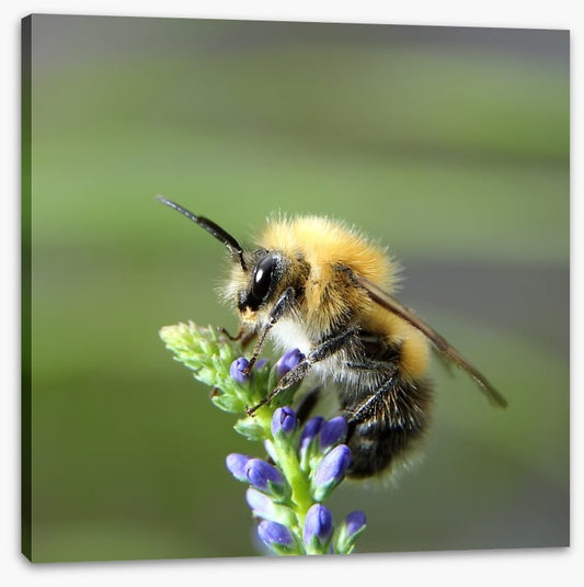 Fluffy bee
