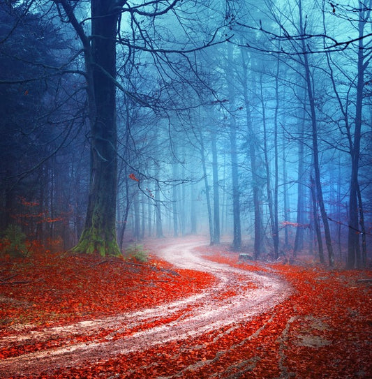 Magical forest road