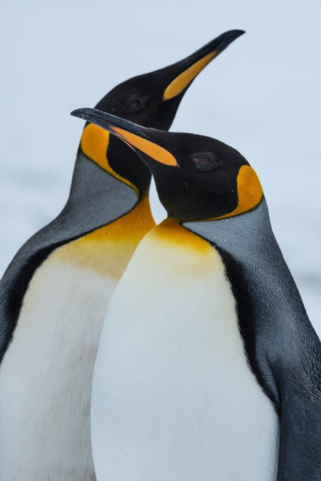 King Penguins cuddle