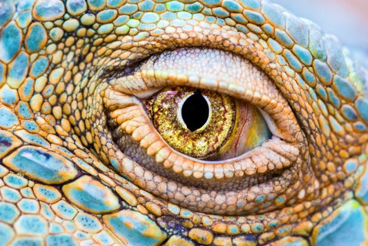 Reptiles / Amphibian