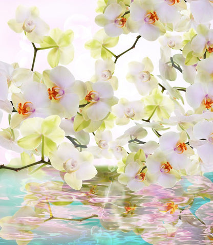 Japanese orchid reflections