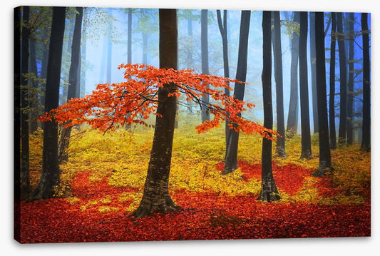 Forests