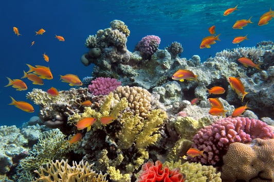 Coral call