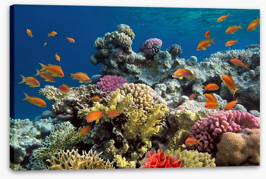 Coral call