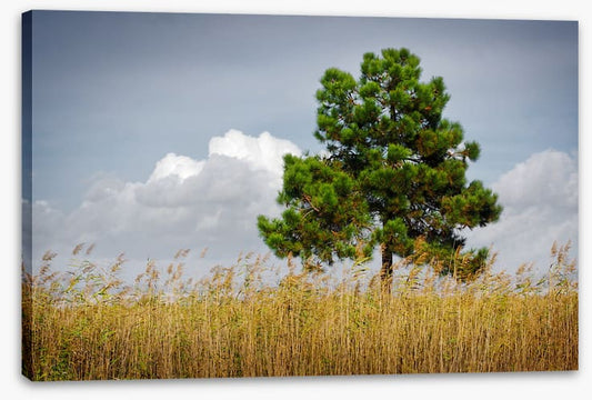 Trees