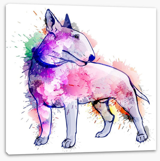 Bull terrier splash