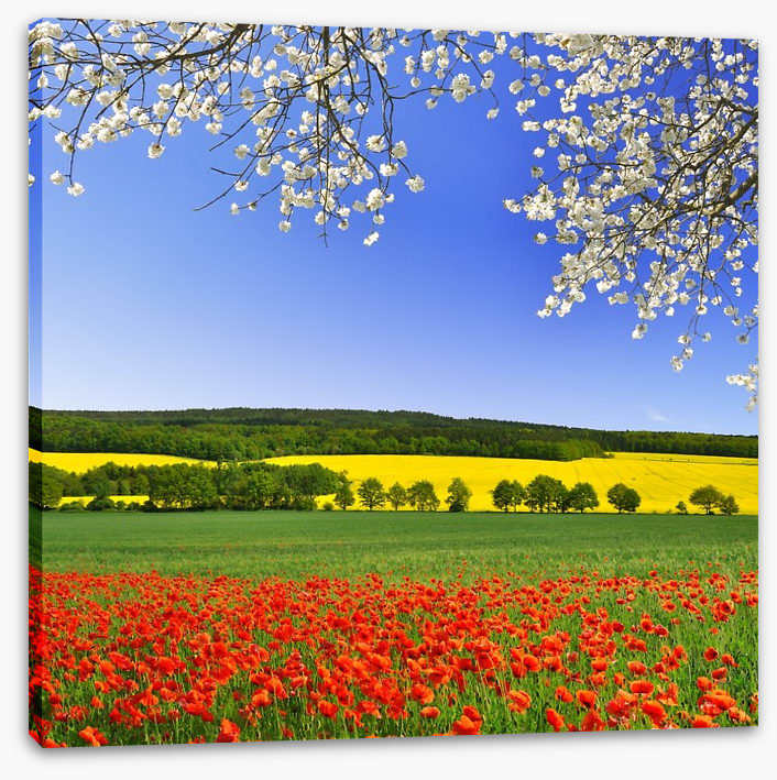 Canola and poppies
