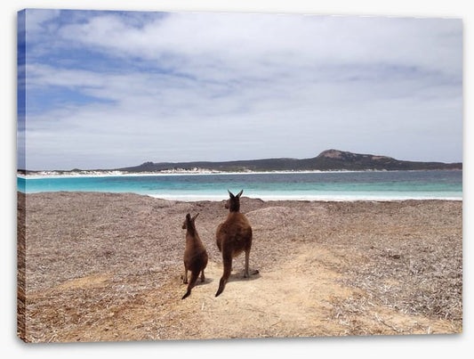 Beach kangaroos