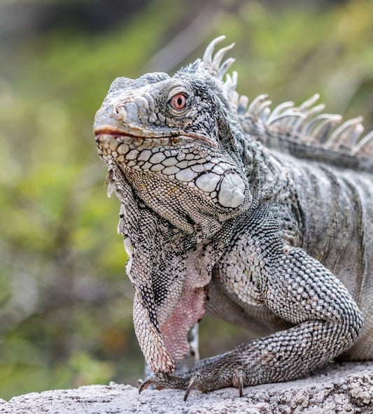 Reptiles / Amphibian