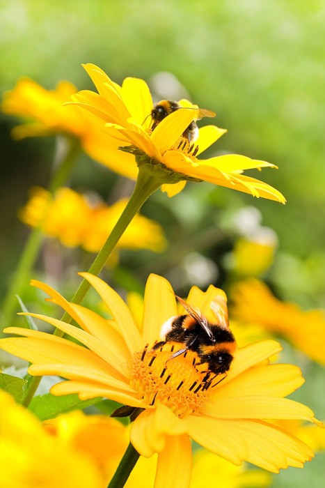Sunflower nectar