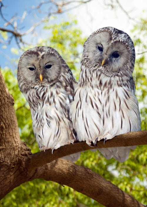 Grey owls