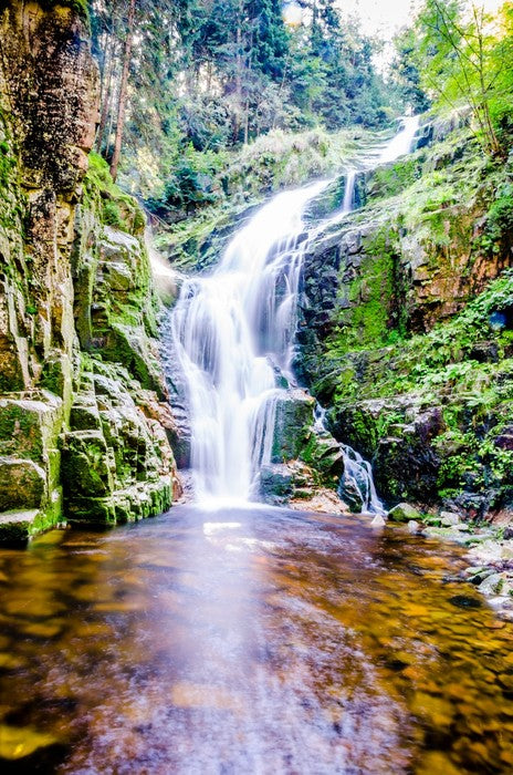 Fresh forest falls