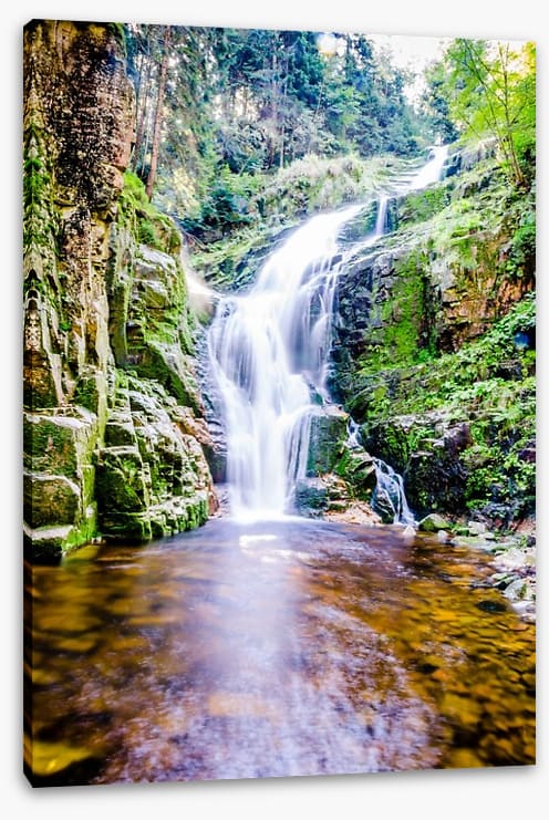 Fresh forest falls
