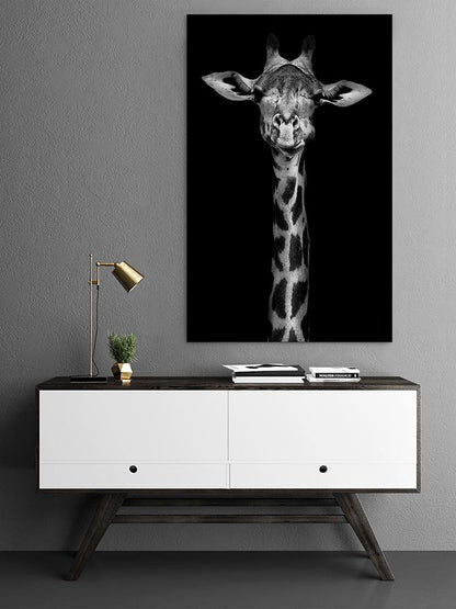 Giraffe in black and white