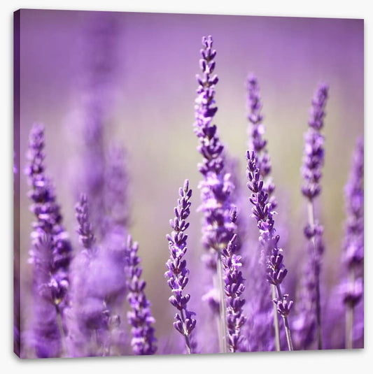 Lavender life