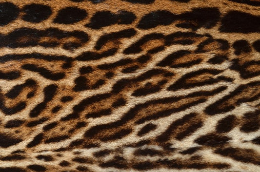 Animal Print