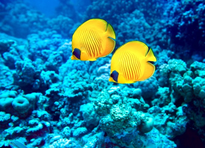 Yellow coral fish