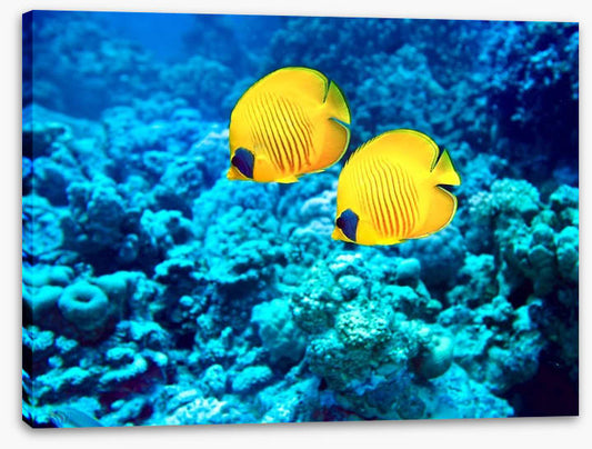 Yellow coral fish