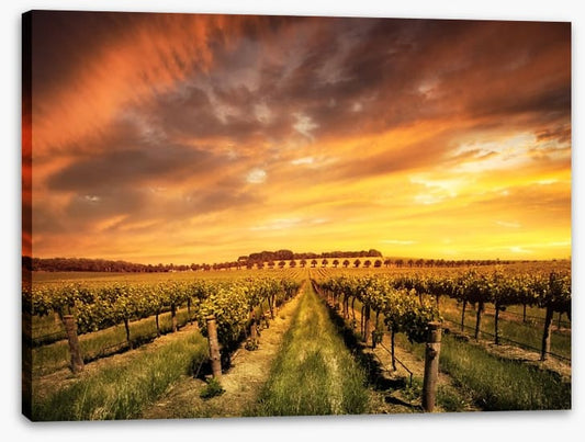 Morning vines