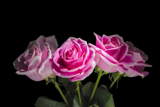 A rosy romance